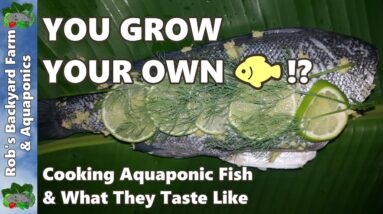 YOU GROW YOUR OWN FISH!?  Cooking Aquaponic Fish & What They Taste Like