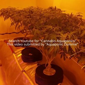 6-Benzylaminopurine on Cannabis (Foliar)