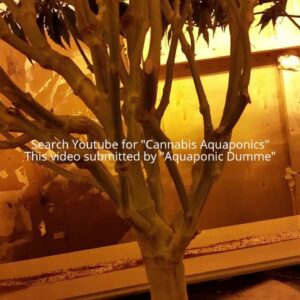 Aquaponic-Aeroponic Cannabis update 1-10-16