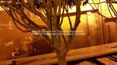 Aquaponic-Aeroponic Cannabis update 1-10-16