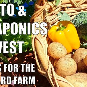 Aquaponics, Potato Harvests + Plans for the Backyard Farm