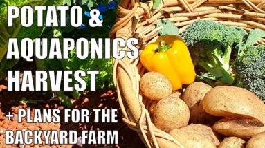 Aquaponics, Potato Harvests + Plans for the Backyard Farm