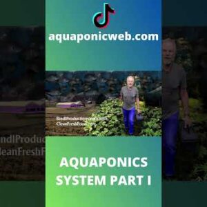 Aquaponics system with tilapia part I #shorts