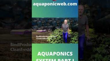 Aquaponics system with tilapia part I #shorts