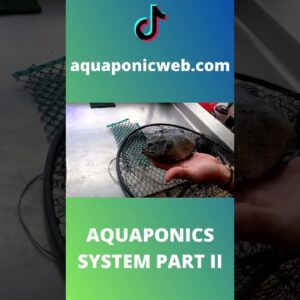 Aquaponics system with tilapia part II #shorts