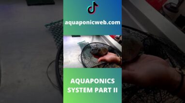 Aquaponics system with tilapia part II #shorts