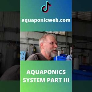 Aquaponics system with tilapia part III #shorts