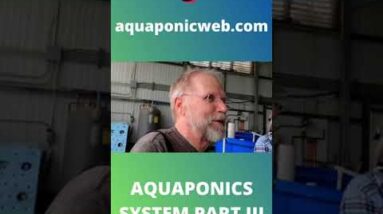 Aquaponics system with tilapia part III #shorts