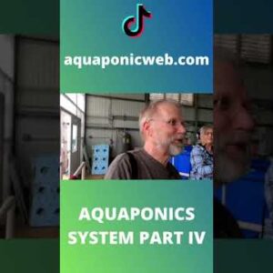 Aquaponics system with tilapia part IV #shorts