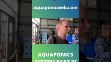 Aquaponics system with tilapia part IV #shorts