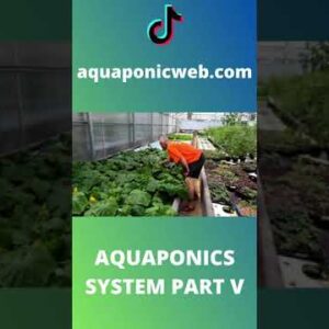 Aquaponics system with tilapia part V #shorts