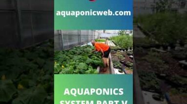 Aquaponics system with tilapia part V #shorts