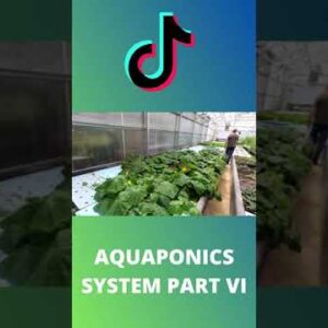 Aquaponics system with tilapia part VI #shorts