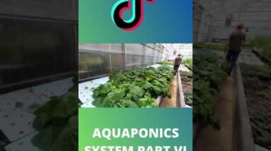 Aquaponics system with tilapia part VI #shorts