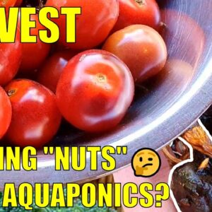 Backyard Farm Harvests & Aquaponics Water Nuts 🤔🥜