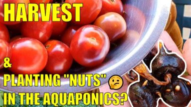 Backyard Farm Harvests & Aquaponics Water Nuts 🤔🥜