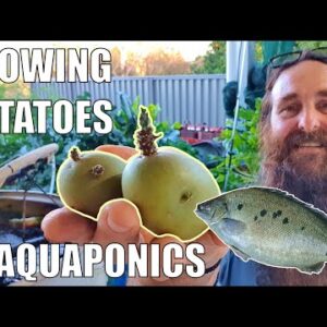 Growing Potatoes in Aquaponics