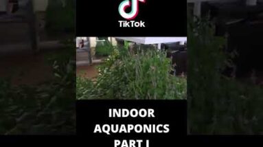 Indoor aquaponics system part I #shorts