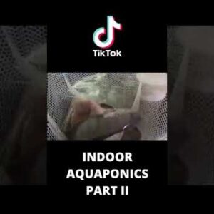 Indoor Aquaponics System Part II #shorts