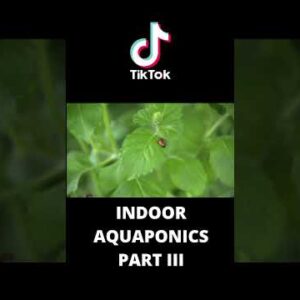 Indoor aquaponics system part III #shorts