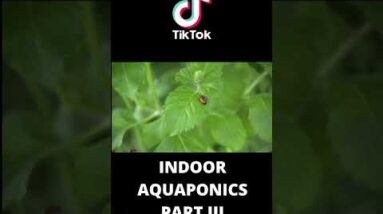 Indoor aquaponics system part III #shorts