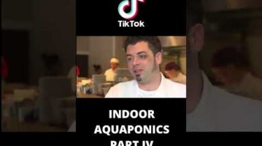 Indoor aquaponics system part IV #shorts