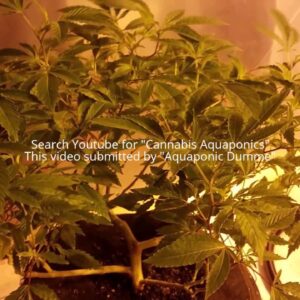 Soil-Aeroponic Update 2-5-2017