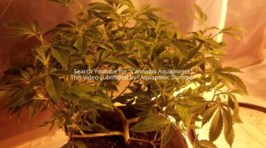 Soil-Aeroponic Update 2-5-2017