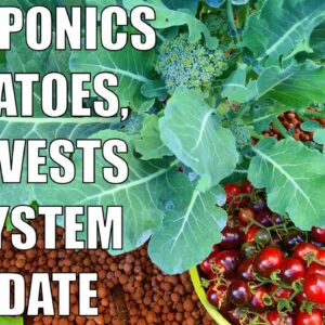 Aquaponics Potatoes, Harvests & Spring Update