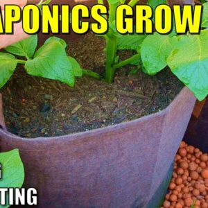 5 Aquaponics Grow Bed Ideas | Soil - Wicking - Sand - Gutter Beds - Sprouting Grain