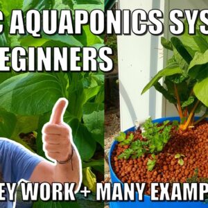 Basic Aquaponics Systems for Beginners | How they Work & Design Ideas