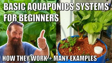 Basic Aquaponics Systems for Beginners | How they Work & Design Ideas