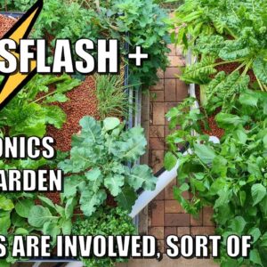 Newsflash From Rob | Aquaponics, Deck Garden & Puppies