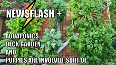 Newsflash From Rob | Aquaponics, Deck Garden & Puppies