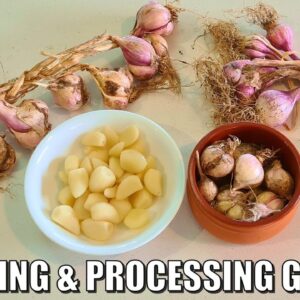 Storage & Processing 2021 Garlic Harvest