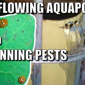 Too Much Rain & Pests in Aquaponics System