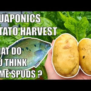 Aquaponics Potato Harvest 🥔🐟 Surprising Results