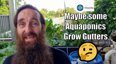 Aquaponics System Maintenance, Seed Saving & 🤬 QLD Fruit Flies