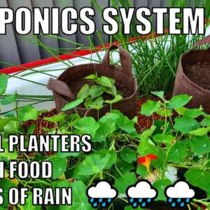 Aquaponics System 🐟 Ginger 🌱 Black Turmeric 🌿 & Lime Tree 🍋