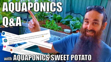 Aquaponics Q&A + Sweet Potato experiment - Dec 2021