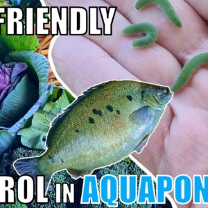 How to Control Pests in Aquaponics 🐟🌱🍓