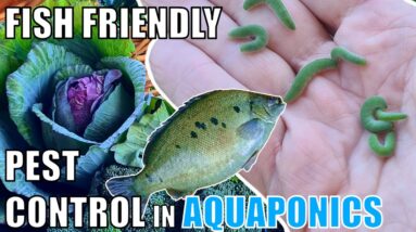 How to Control Pests in Aquaponics 🐟🌱🍓