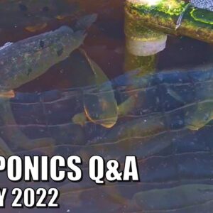 Aquaponics Q&A January 2022