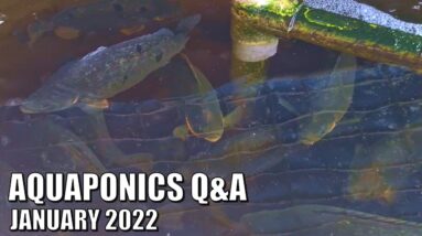 Aquaponics Q&A January 2022