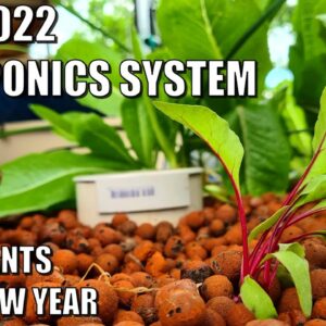 Our Aquaponics System A New Year & New Plants