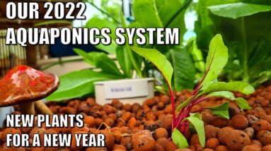 Our Aquaponics System A New Year & New Plants