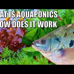 What is Aquaponics & How Does it Work? 🐟 🌱🍅