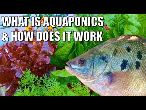 What is Aquaponics & How Does it Work? 🐟 🌱🍅