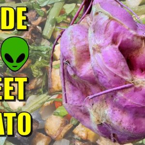 Inside the Alien Sweet Potato + Sweet Tater & Green Bean Warm Salad