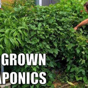 Overgrown Aquaponics Sweet Potato & Mantis Babies